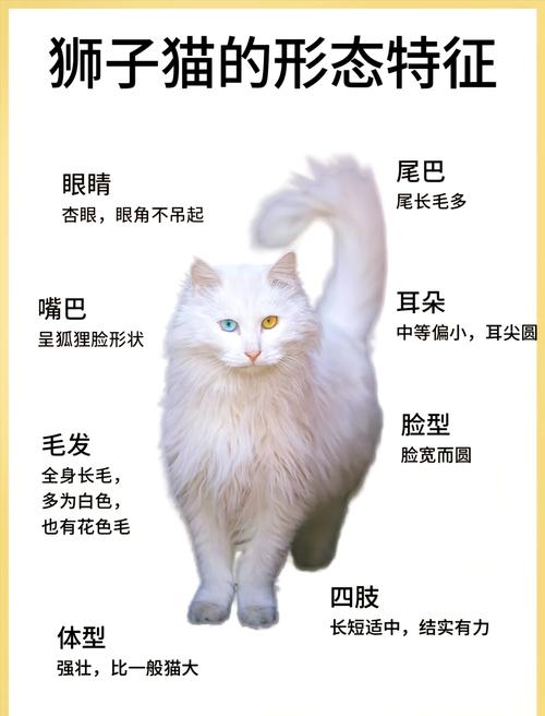 选猫指南（狮子猫和布偶猫的区别）