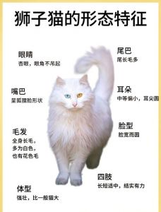 选猫指南（狮子猫和布偶猫的区别）
