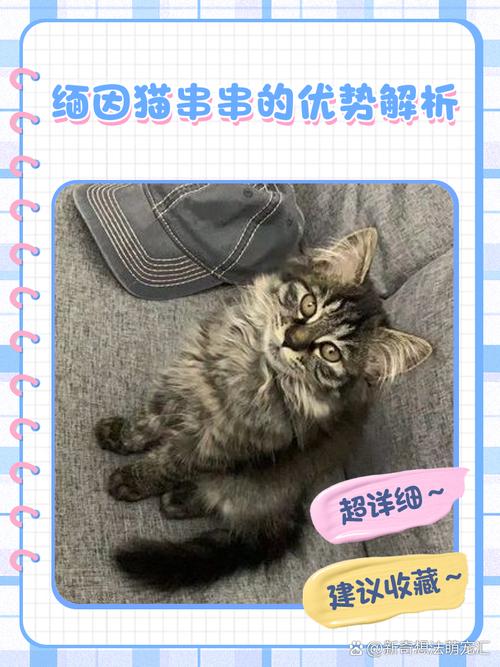 价格外貌体质大不同（串串猫算田园猫嘛）