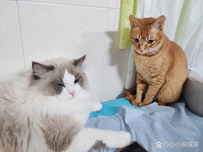 可爱但需谨慎繁育（橘猫和布偶混血照片）