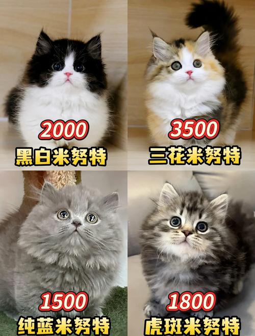 拿破仑猫可爱友善但需注意健康（为什么拿破仑猫不建议养）