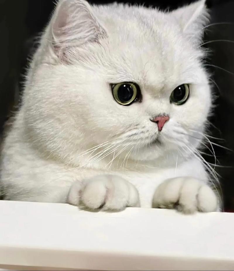 优雅纯种特征解析（正宗银渐层猫图片）