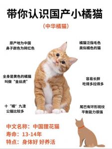 公猫为啥多为橘猫？基因说了算！（橘猫公的多还是母的多）