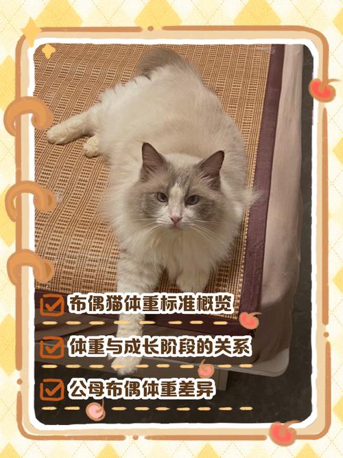 布偶猫成长体重变化及喂养（布偶猫体重年龄对照表）