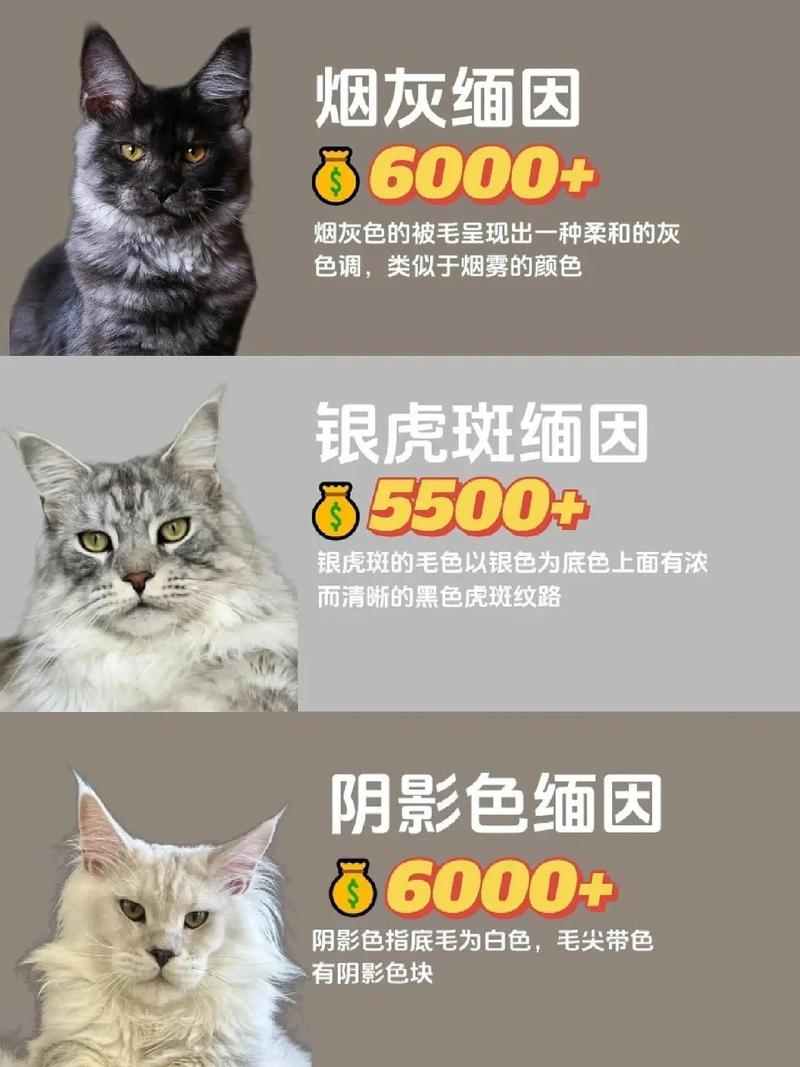 缅因猫价格1500至数万，看颜色基因（正宗缅因猫多少钱一只）