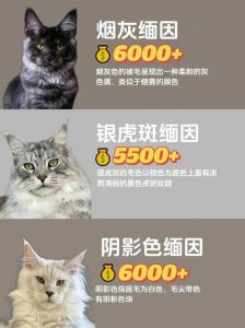 缅因猫价格1500至数万，看颜色基因（正宗缅因猫多少钱一只）