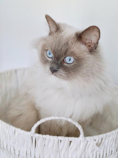 贵难打理粘人，你是否准备好了？（布偶短毛猫图片）