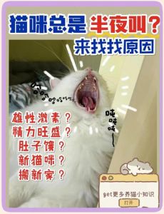 猫咪叫声有原因，要关注回应（猫咪一直叫不理它可以吗）