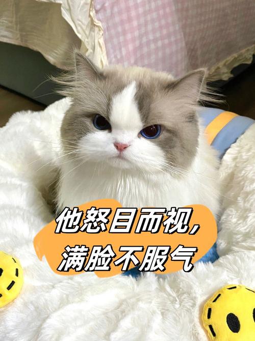 布偶猫被打心理影响与修复方法（布偶猫挨揍了会生气吗）