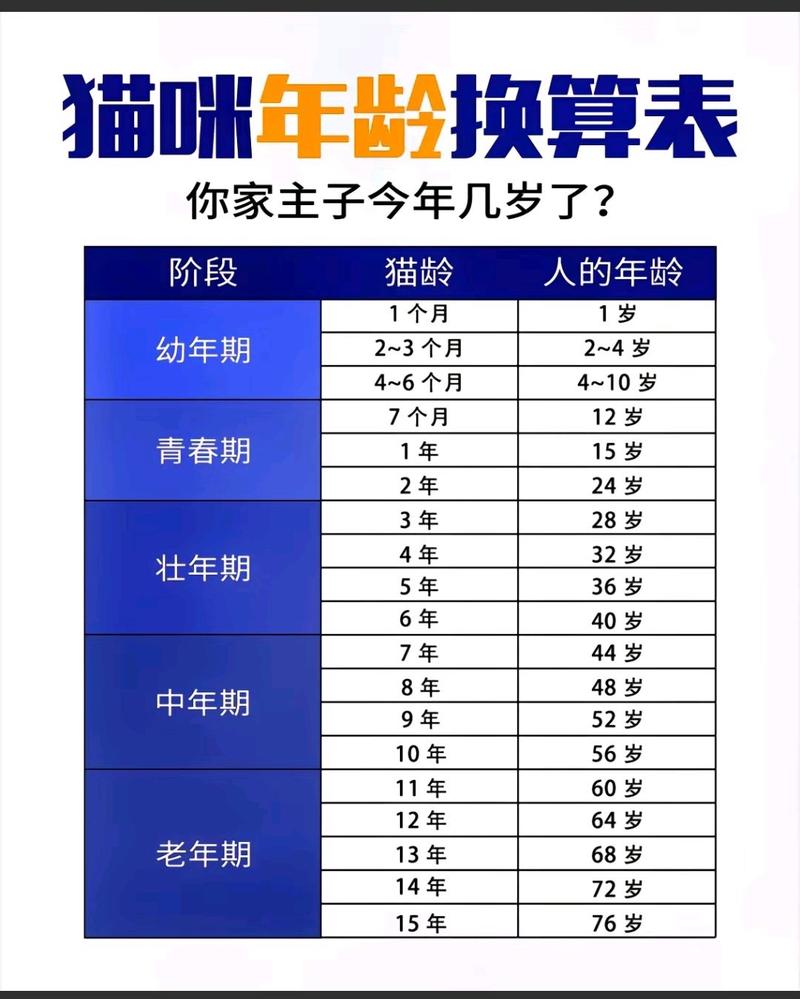 成年猫换主人，耐心养熟是关键（成年猫换主人养的熟吗）