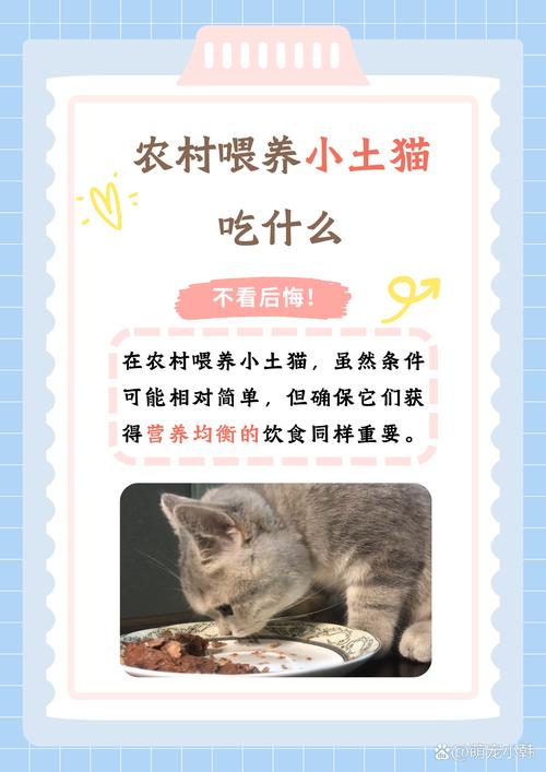 胡萝卜煮熟喂猫好，助视凝血又健康，每周一两次（小猫吃胡萝卜的好处）