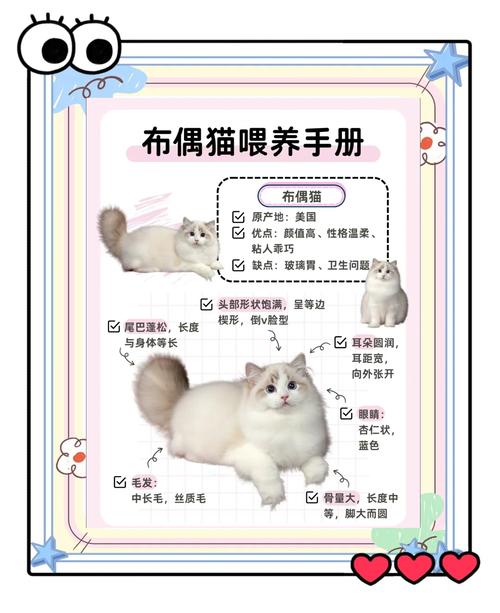 乐趣增但也费钱，注意健康和公平（家里养两只布偶猫会怎么样）