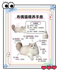 布偶猫误食车厘子中毒风险大，勿喂！（布偶猫咬车厘子有事吗）