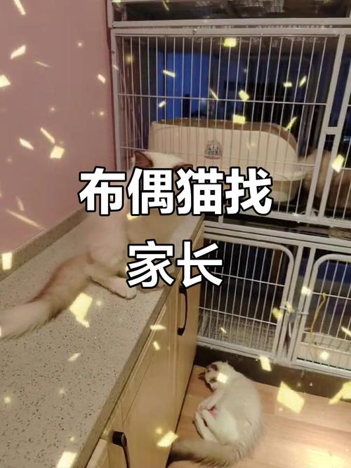 布偶猫四个月正常体重及饮食运动建议（四个月大的布偶猫）