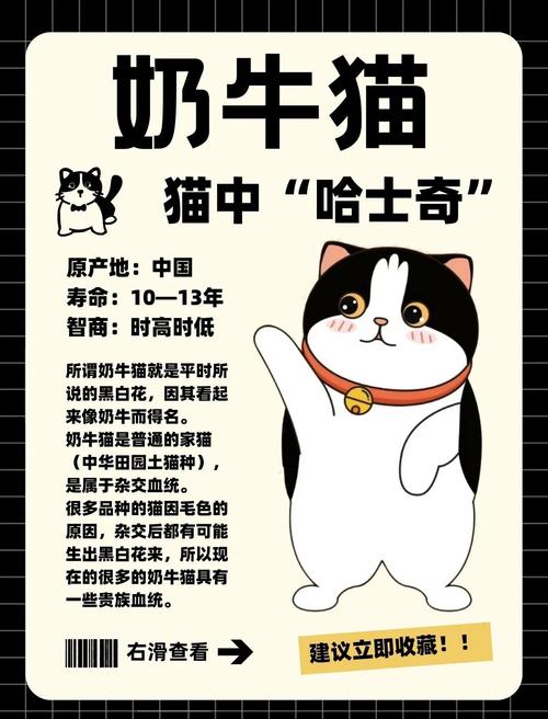 高颜值猫咪大盘点！（猫先生最漂亮十大排名）