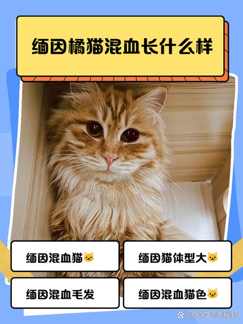 墨尔本橘猫Omar成世界最长寿家猫，性格温顺，与牧羊犬和谐相处（橘猫缅因串图片）