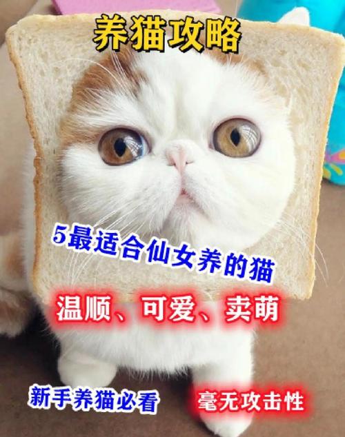 选对猫咪！英短美短金渐层布偶暹罗，哪个适合你？（哪种猫粘人温顺好养）