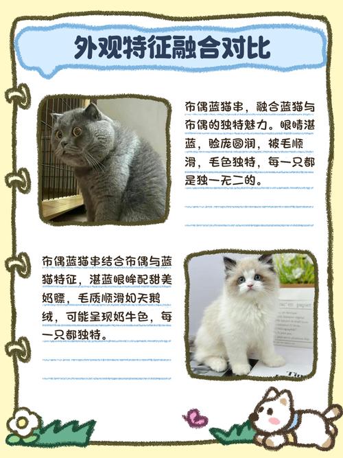外貌性格多变，基因筛查很重要（母布偶与公蓝猫生出来的品种）