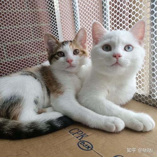 新猫老猫隔笼见面，安全熟悉有妙招（新猫和老猫用笼子隔离可以吗）