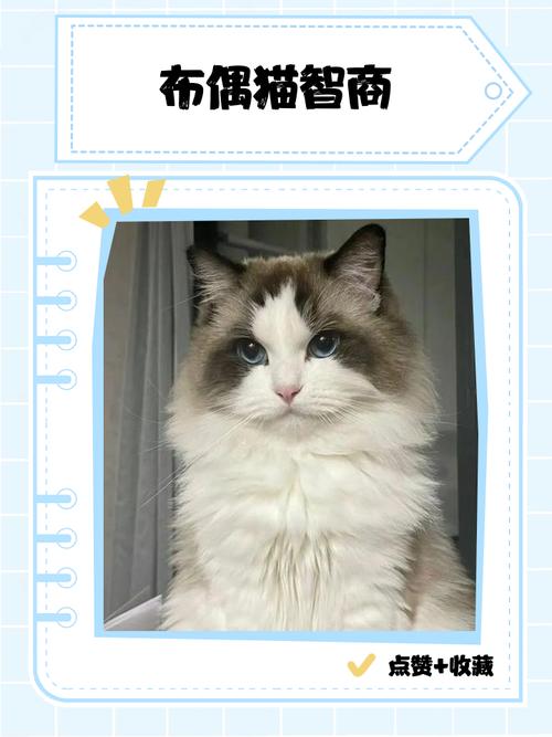 咕噜翻肚，多陪伴更亲近（布偶猫认识主人吗）