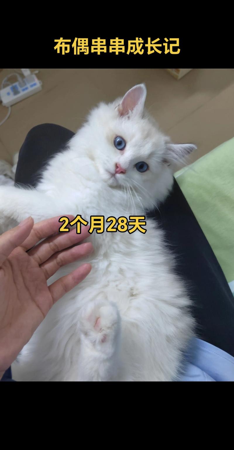 大猫优雅粘人，蓝眼软毛是布偶，串串也好看（串串布偶猫图片）