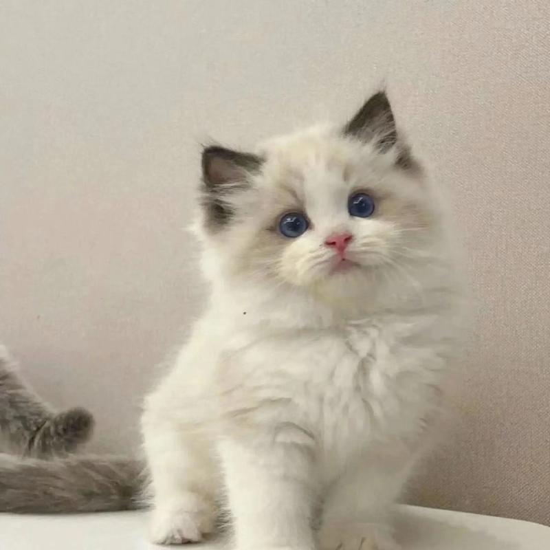 布偶猫3个月重多少？（布偶猫3个月体重）