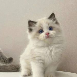 布偶猫3个月重多少？（布偶猫3个月体重）