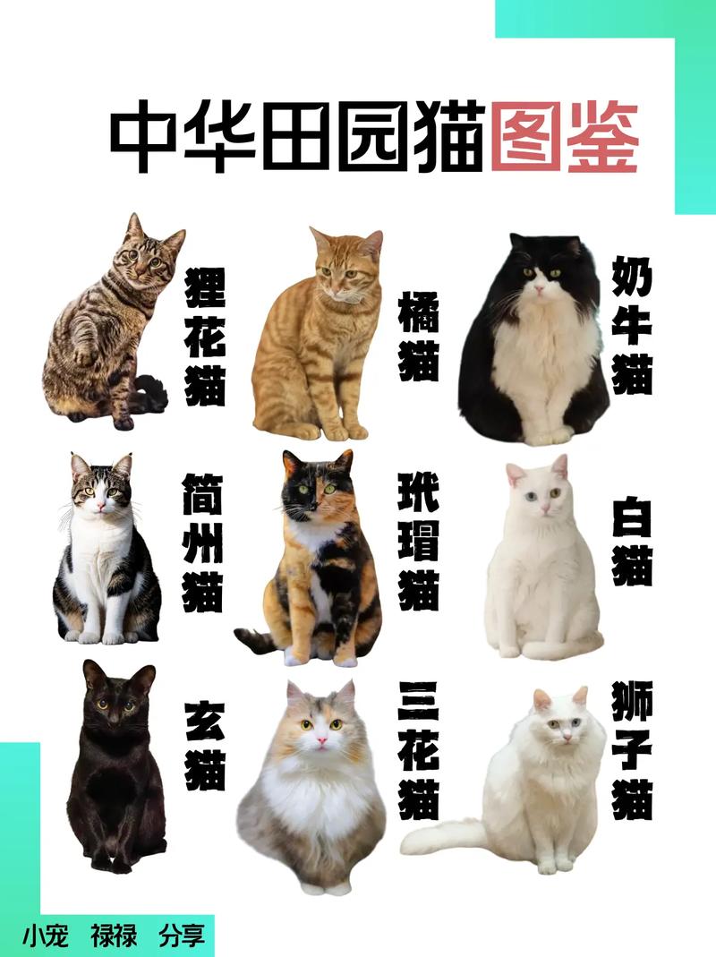 价格从几千到几万美元（十大名猫图片品种）