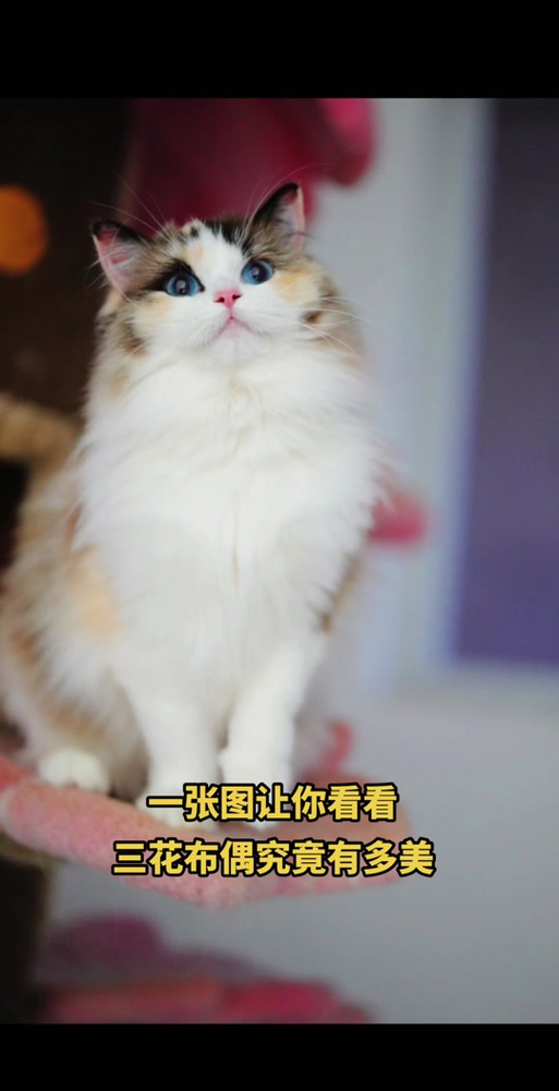 三花猫嫌弃布偶猫？猫咪审美大！（布偶猫三花串串图片）