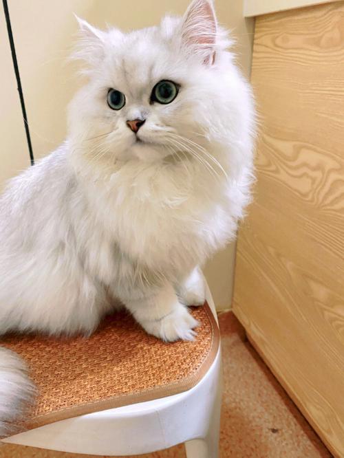 优雅高贵小猫咪（纯种金吉拉猫图片）