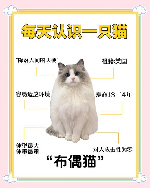 六个月布偶猫体重3-5公斤，正常吗？（布偶猫六个月十斤正常吗）