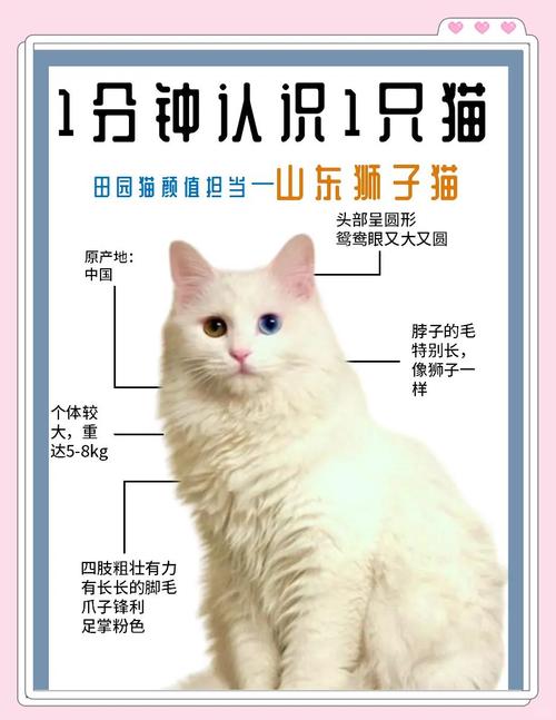 白毛似狮，温顺活泼，打理需勤（什么是狮子猫）