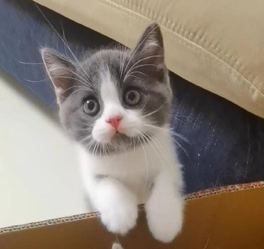 百元猫多为田园猫，性格独立不易病，养猫需合理饮食护理（100元以下的猫）