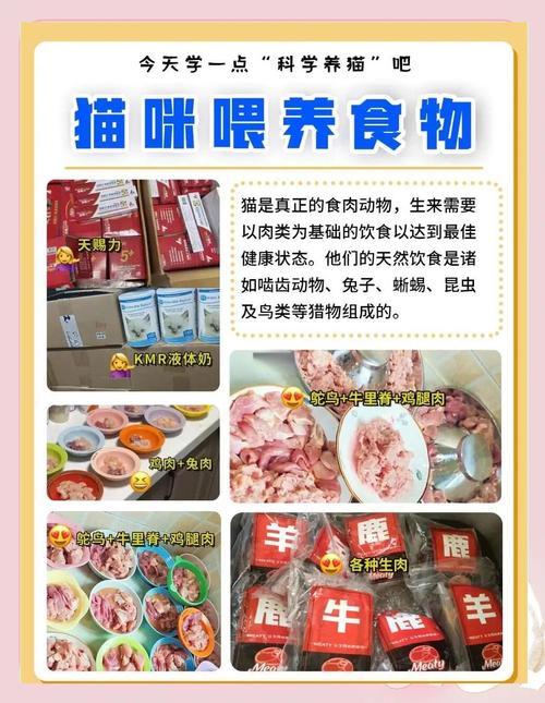 警惕！猫咪番薯干零食的潜在危害（猫猫能吃番薯干吗）