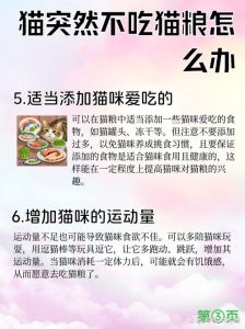 猫咪几天不吃不喝？主人别大意！（猫突然几天不进食了）