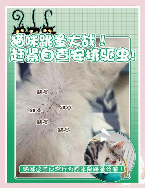 文明科学驱赶野猫，和谐共处是责任（消灭野猫的最好办法）