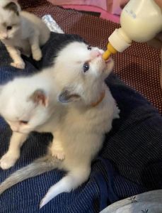 布偶猫十个月绝育影响不大，6-8月最佳（布偶串猫咪十个月去绝育会晚吗）
