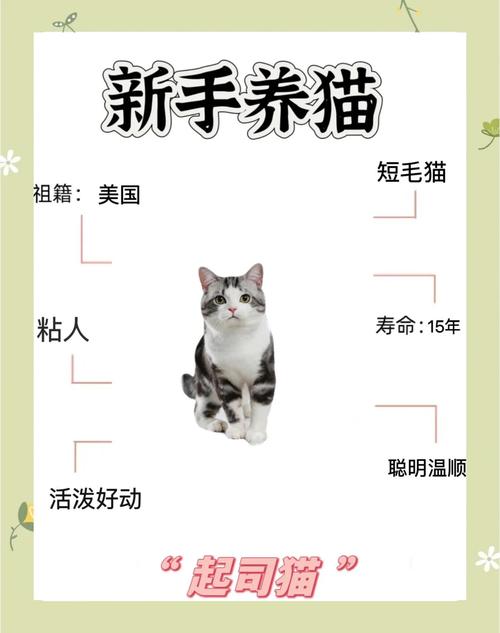 领养退役种猫，健康稳定有爱心（猫舍退役的猫可以养吗）