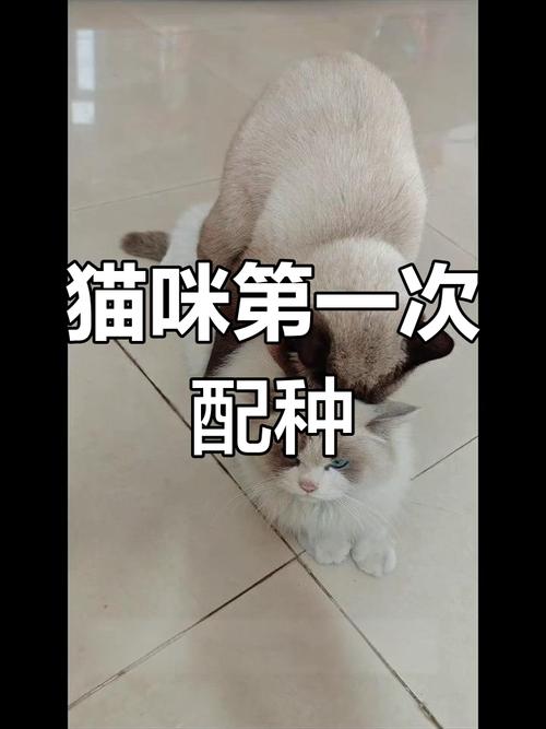 基因与健康的平衡（布偶跟什么猫配种好看）