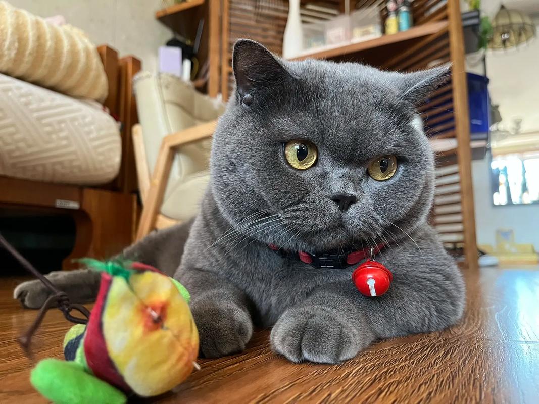 杭州小河直街猫画成网红伴手礼（梅州大哥江南猫）