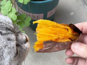 红薯可助猫咪排便护肤，但需适量非主食（红薯配什么能让猫咪排毛）
