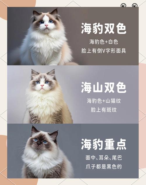 布偶猫毛色特点及魅力介绍（布偶猫10大品种图片）