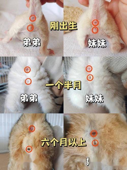 公猫乱尿？绝育是关键！（公猫一年发几次清）