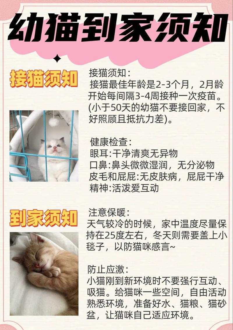 定期驱虫疫苗选猫砂喂猫粮，健康长寿（养猫须知送上七个实用养猫技巧）