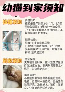 定期驱虫疫苗选猫砂喂猫粮，健康长寿（养猫须知送上七个实用养猫技巧）