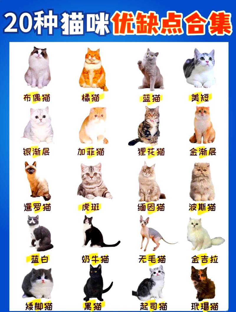 健康性格外貌全解析（混种猫有哪些优缺点）