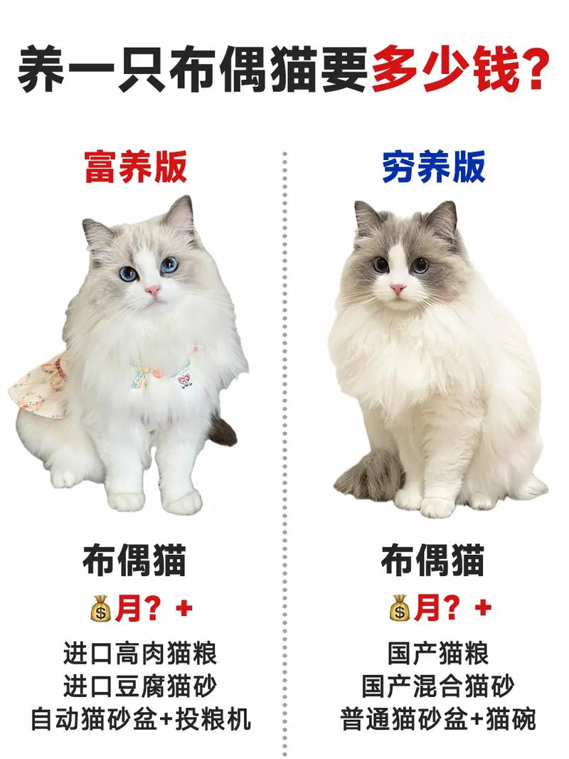 养布偶猫每月开销多少？200元至1000元不等（一只布偶猫一个月大概多少钱）