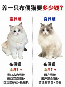 养布偶猫每月开销多少？200元至1000元不等（一只布偶猫一个月大概多少钱）