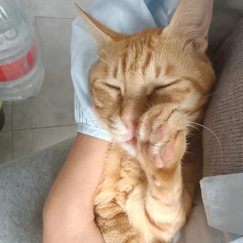 橘猫可食红薯，但需适量，以高蛋白肉类为主（橘猫可以吃红薯干吗）