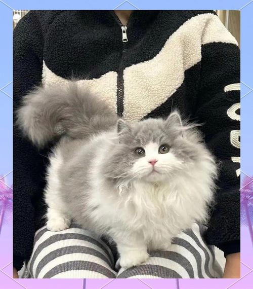 萌短腿，贵萌宠（成年拿破仑猫图片）